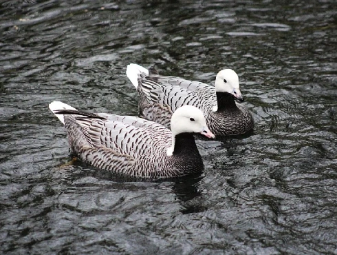 Emperor Goose